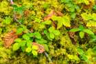 Slovenia, Triglav National Park. Close-up of vegetation on forest floor. Art Print